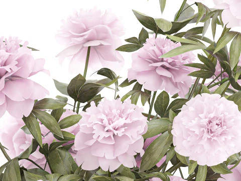 Beautiful pink Formal Bouquet Peony Vase Decor 3D Model