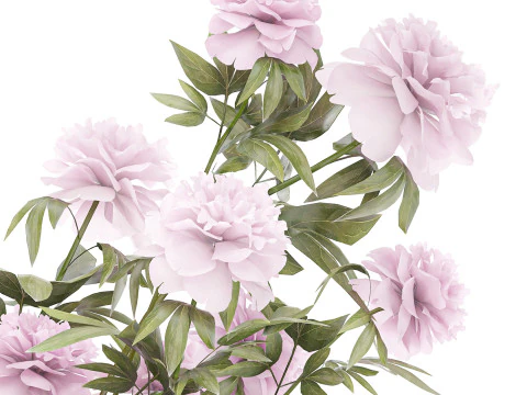 Beautiful pink Formal Bouquet Peony Vase Decor 3D Model