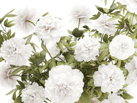 Lindo buqu&ecirc; formal exuberante pe&ocirc;nia de flores brancas Modelo 3D