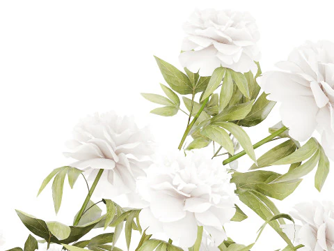 Lindo buqu&ecirc; formal exuberante pe&ocirc;nia de flores brancas Modelo 3D