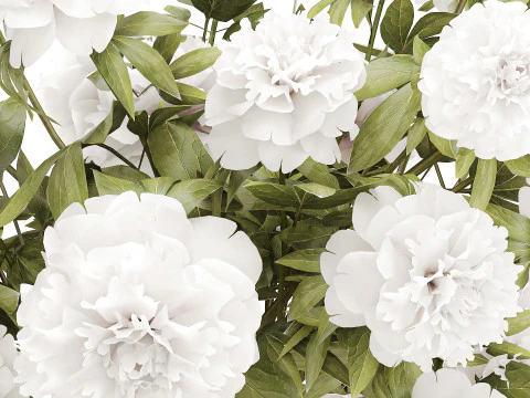 Lindo buqu&ecirc; formal exuberante pe&ocirc;nia de flores brancas Modelo 3D