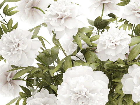 Lindo buqu&ecirc; formal exuberante pe&ocirc;nia de flores brancas Modelo 3D