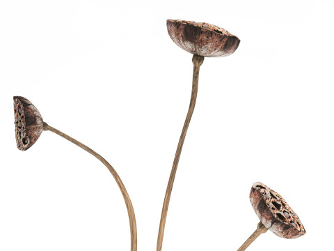 Un petit vase bouquet de fleurs s&eacute;ch&eacute;es avec branches de lotus Modèle 3D