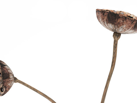 Un petit vase bouquet de fleurs s&eacute;ch&eacute;es avec branches de lotus Modèle 3D