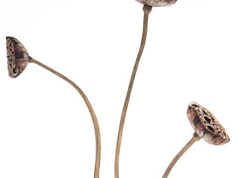 Un petit vase bouquet de fleurs s&eacute;ch&eacute;es avec branches de lotus Modèle 3D