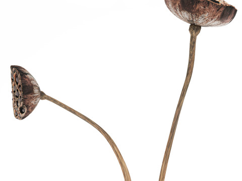 Un petit vase bouquet de fleurs s&eacute;ch&eacute;es avec branches de lotus Modèle 3D