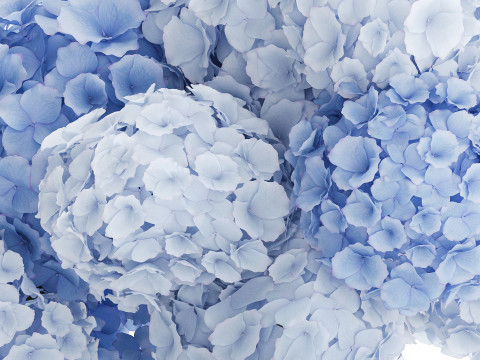 Офіційний букет квітів скляна ваза синій гортензії декор 3D Модель