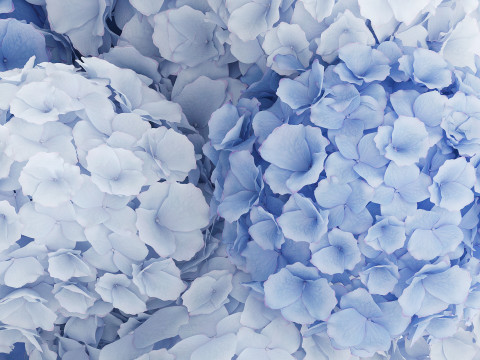 Офіційний букет квітів скляна ваза синій гортензії декор 3D Модель