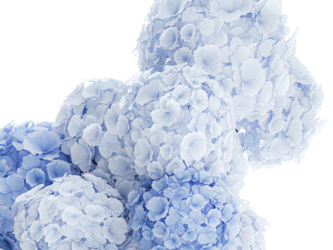 Офіційний букет квітів скляна ваза синій гортензії декор 3D Модель