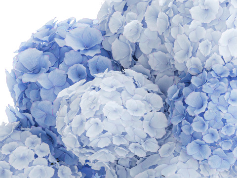 Офіційний букет квітів скляна ваза синій гортензії декор 3D Модель