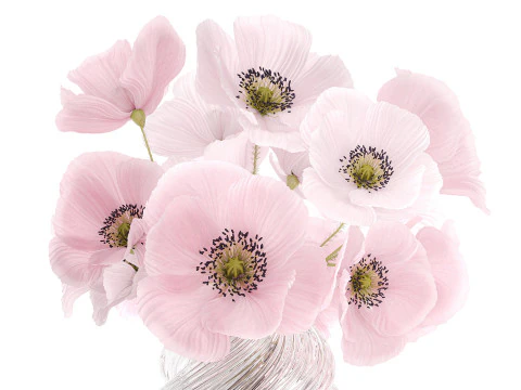 Realistic flower bouquet pink Icelandic poppy vase decor 3D Model