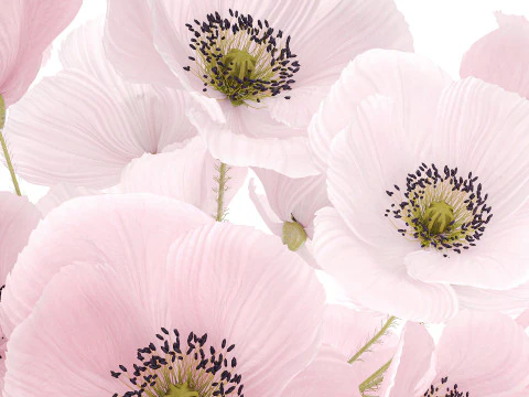 Realistic flower bouquet pink Icelandic poppy vase decor 3D Model
