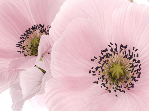 Realistic flower bouquet pink Icelandic poppy vase decor 3D Model