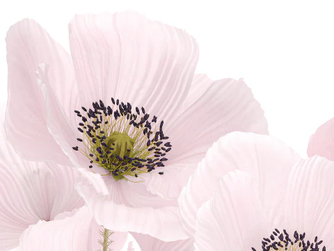 Realistic flower bouquet pink Icelandic poppy vase decor 3D Model