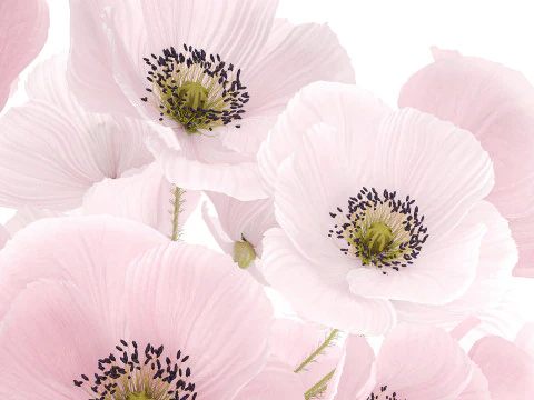 Realistic flower bouquet pink Icelandic poppy vase decor 3D Model