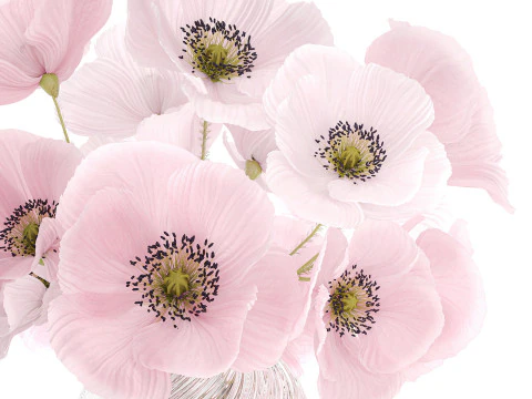 Realistic flower bouquet pink Icelandic poppy vase decor 3D Model