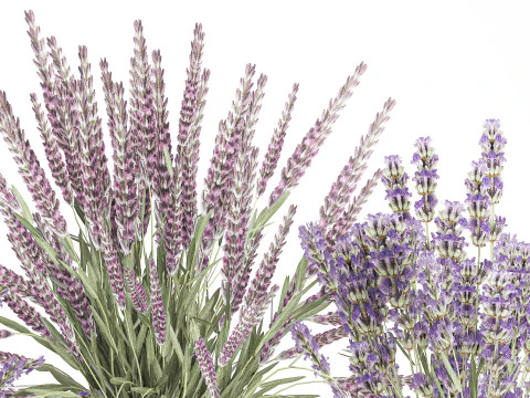 Collection realistic bouquets 5 lavender flowers vase decor 3D Model