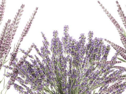 Cole&ccedil;&atilde;o de buqu&ecirc;s realistas com 5 flores de lavanda e decora&ccedil;&atilde;o de vaso Modelo 3D