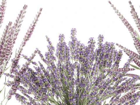 Collection realistic bouquets 5 lavender flowers vase decor 3D Model
