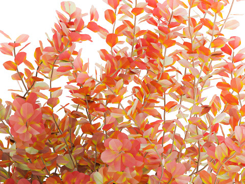 Buqu&ecirc; realista de flores de outono, ramos de b&eacute;rberis Modelo 3D