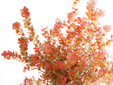 Buqu&ecirc; realista de flores de outono, ramos de b&eacute;rberis Modelo 3D