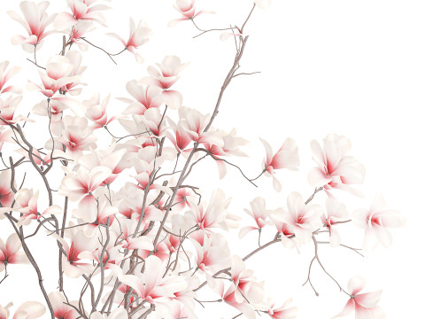 Bouquet di fiori rosa bianchi che sbocciano rami di magnolia decorazione vaso Modello 3D