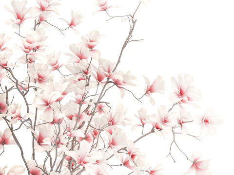 Bouquet white pink flowers blooming magnolia branches vase decor 3D Model