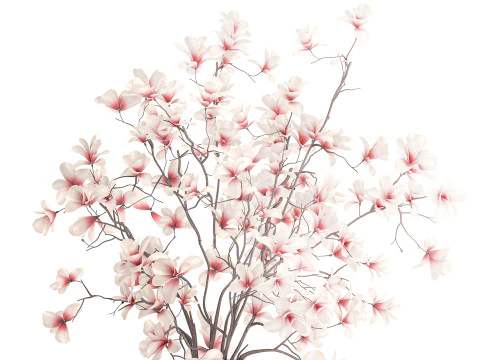 Bouquet white pink flowers blooming magnolia branches vase decor 3D Model