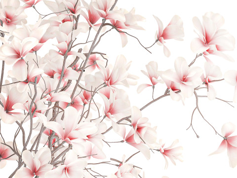 Bouquet di fiori rosa bianchi che sbocciano rami di magnolia decorazione vaso Modello 3D