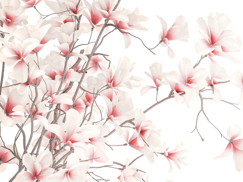 Bouquet white pink flowers blooming magnolia branches vase decor 3D Model