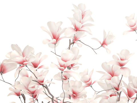 Bouquet white pink flowers blooming magnolia branches vase decor 3D Model