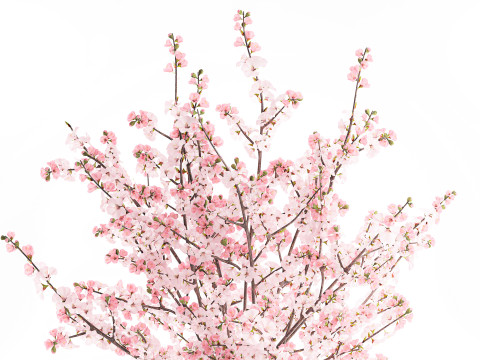 गुलदस्ता गुलाबी सफेद चेरी ब्लॉसम शाखाएँ फूलदान सजावट 3D मॉडल