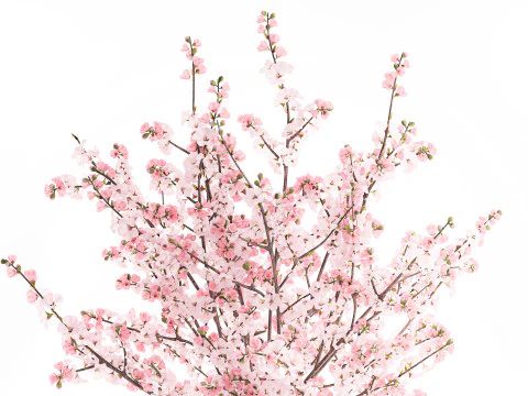 Bouquet pink white cherry blossom branches vase decor 3D Model