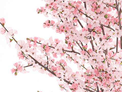 गुलदस्ता गुलाबी सफेद चेरी ब्लॉसम शाखाएँ फूलदान सजावट 3D मॉडल