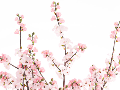 गुलदस्ता गुलाबी सफेद चेरी ब्लॉसम शाखाएँ फूलदान सजावट 3D मॉडल