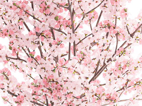 गुलदस्ता गुलाबी सफेद चेरी ब्लॉसम शाखाएँ फूलदान सजावट 3D मॉडल