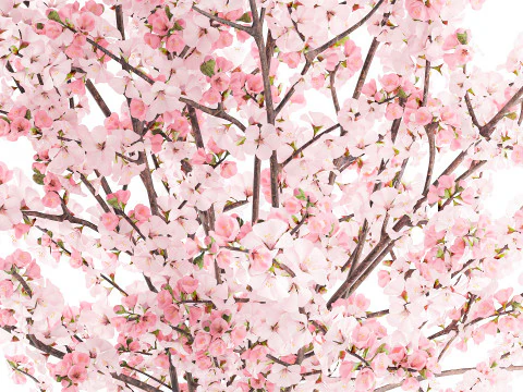 Bouquet pink white cherry blossom branches vase decor 3D Model
