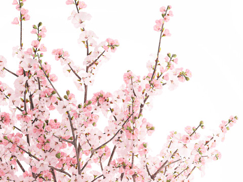 गुलदस्ता गुलाबी सफेद चेरी ब्लॉसम शाखाएँ फूलदान सजावट 3D मॉडल