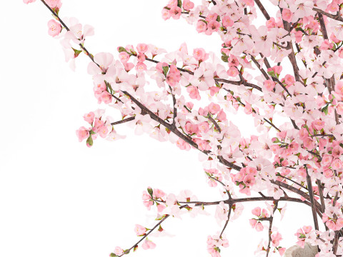 गुलदस्ता गुलाबी सफेद चेरी ब्लॉसम शाखाएँ फूलदान सजावट 3D मॉडल