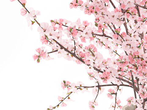 Bouquet pink white cherry blossom branches vase decor 3D Model