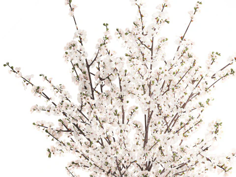 Vaso de ramos de flor de cerejeira branca buqu&ecirc; de sakura Modelo 3D