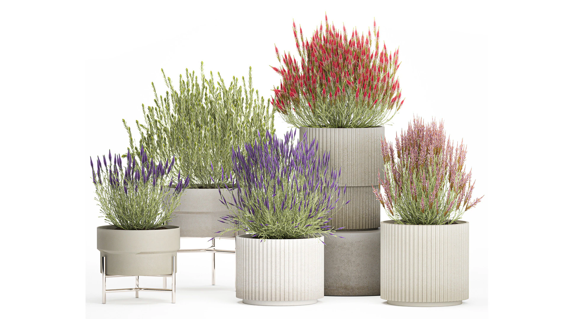 Collection Wildflower Bushes Calluna Heather Plant pots 3D Model .c4d .max .obj .3ds .fbx .stl .blend 