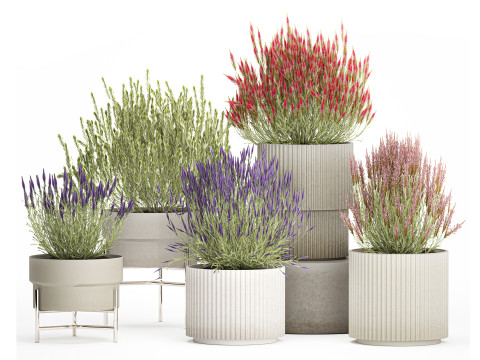 Collectie Wildflower Struiken Calluna Heide Plantenpotten 3D Model