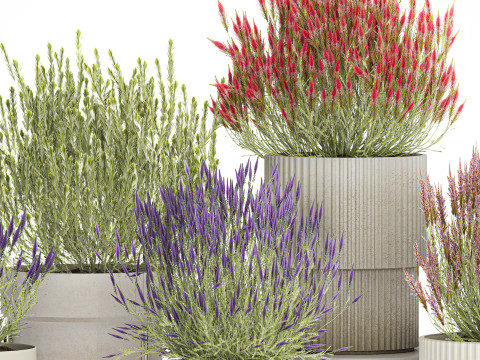 Collezione Cespugli di fiori di campo Calluna Erica Vasi per piante Modello 3D