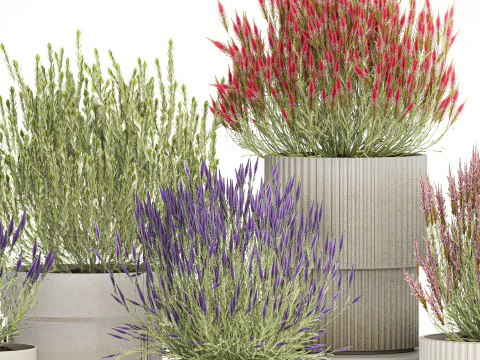 Collection Wildflower Bushes Calluna Heather Plant pots 3D Model