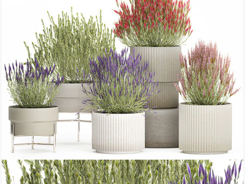 Collection Wildflower Bushes Calluna Heather Plant pots 3D Model