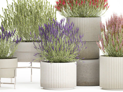Collection Wildflower Bushes Calluna Heather Plant pots 3D Model