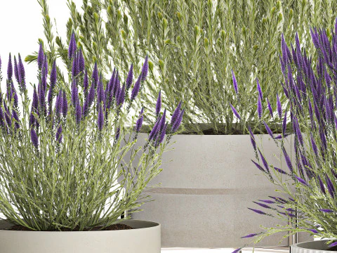 Collection Wildflower Bushes Calluna Heather Plant pots 3D Model