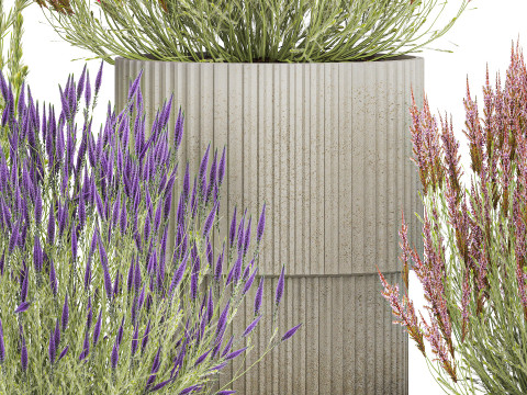 Collezione Cespugli di fiori di campo Calluna Erica Vasi per piante Modello 3D