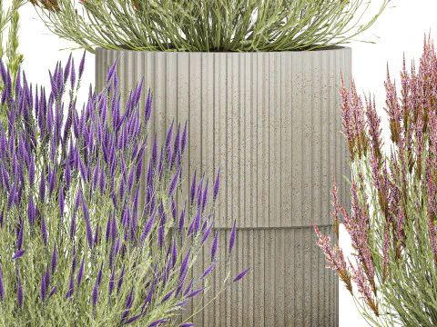 Collection Wildflower Bushes Calluna Heather Plant pots 3D Model